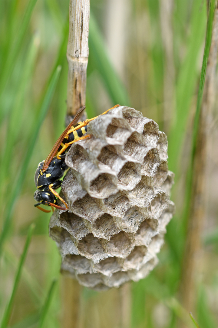 Heide-Feldwespe ...