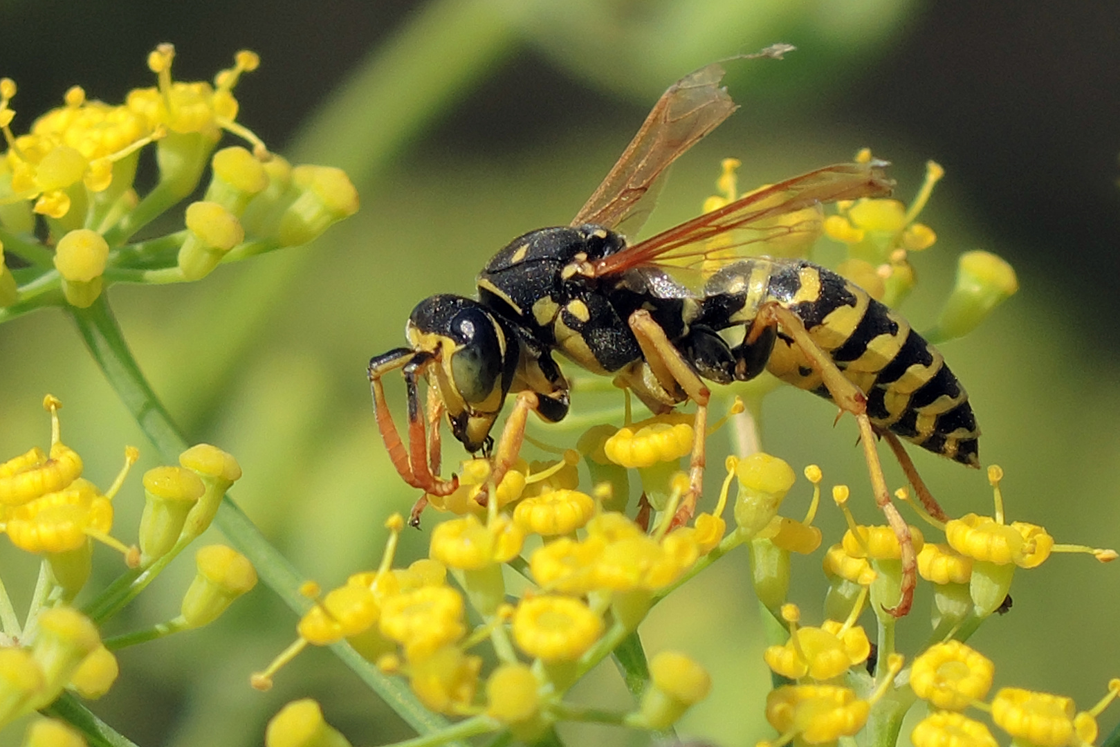 Heide- Feldwespe auf einer Senfpflanzenblüte