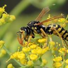 Heide- Feldwespe auf einer Senfpflanzenblüte