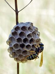 Heide-Feldwespe (Polistes nimpha)