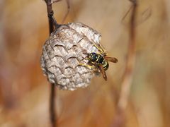 Heide-Feldwespe (Polistes nimpha)