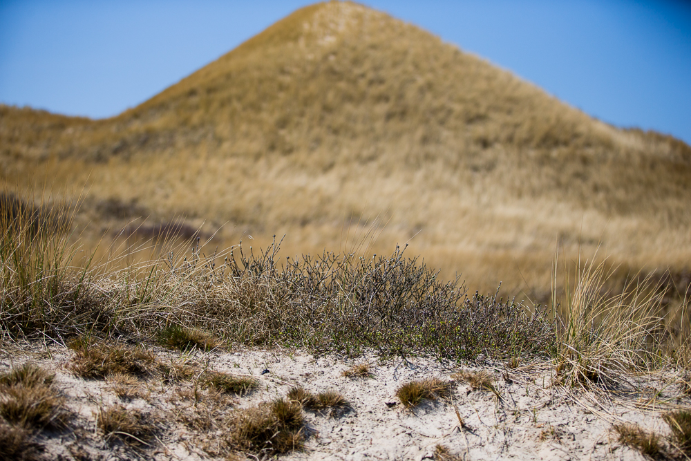 Heide frißt Düne