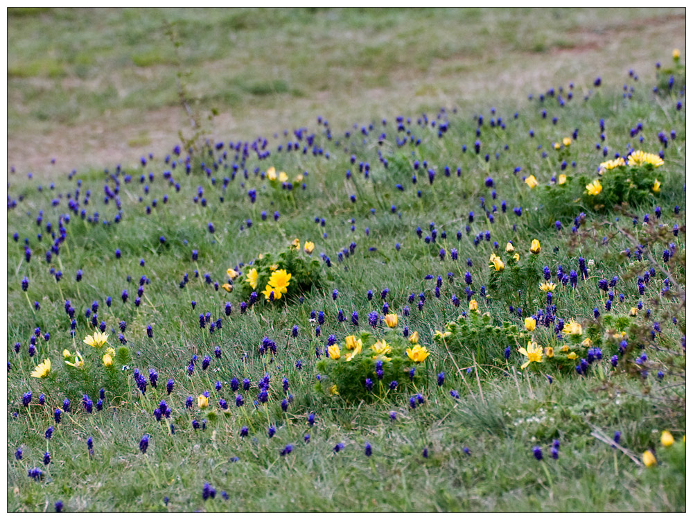 ...Heide-Frühling...