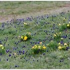 ...Heide-Frühling...