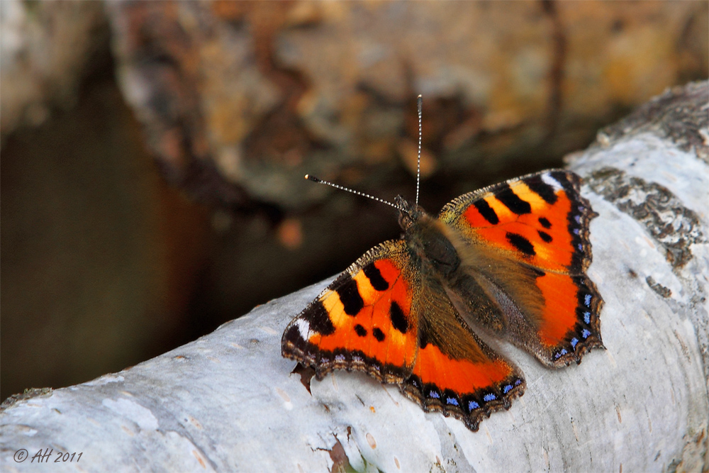 Heide-Fuchs ;-)