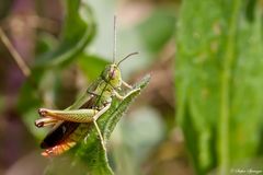 Heide Grashüpfer 1/10 - Weibchen