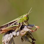 Heide Grashüpfer 3/10 -Weiblich