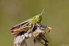 Heide Grashüpfer 3/10 -Weiblich