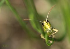 Heide- Grashüpfer....sprungbereit..