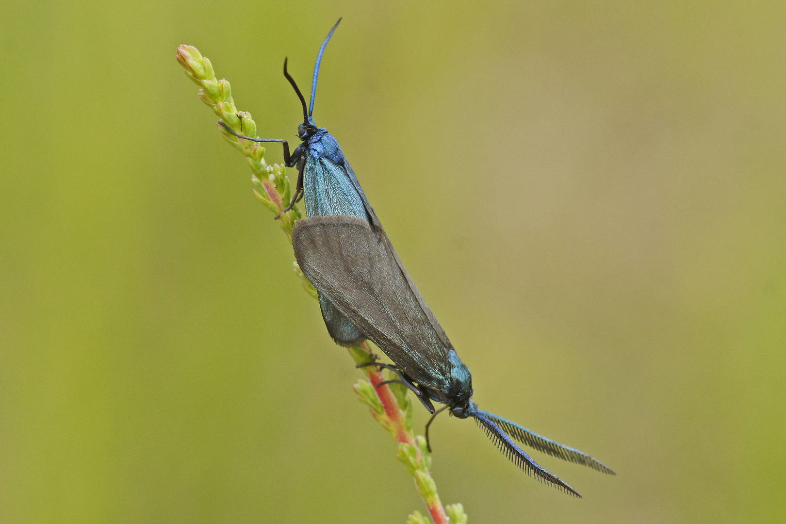 Heide-Grünwidderchen (Rhagades pruni)