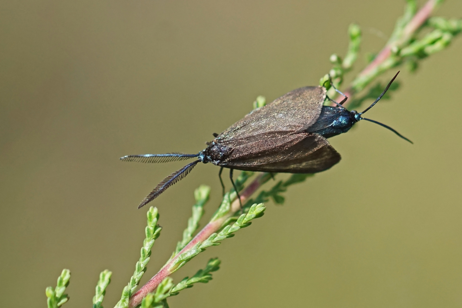 Heide-Grünwidderchen (Rhagades pruni)