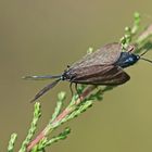 Heide-Grünwidderchen (Rhagades pruni)