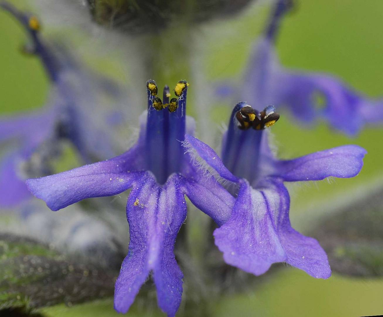 Heide-Günsel Ajuga genevensis