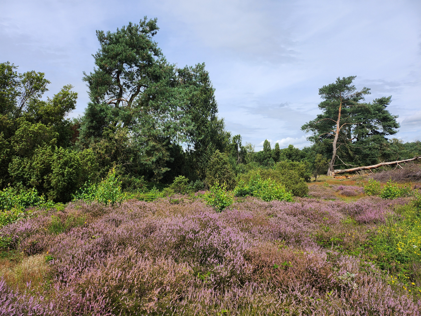 Heide Haltern am See