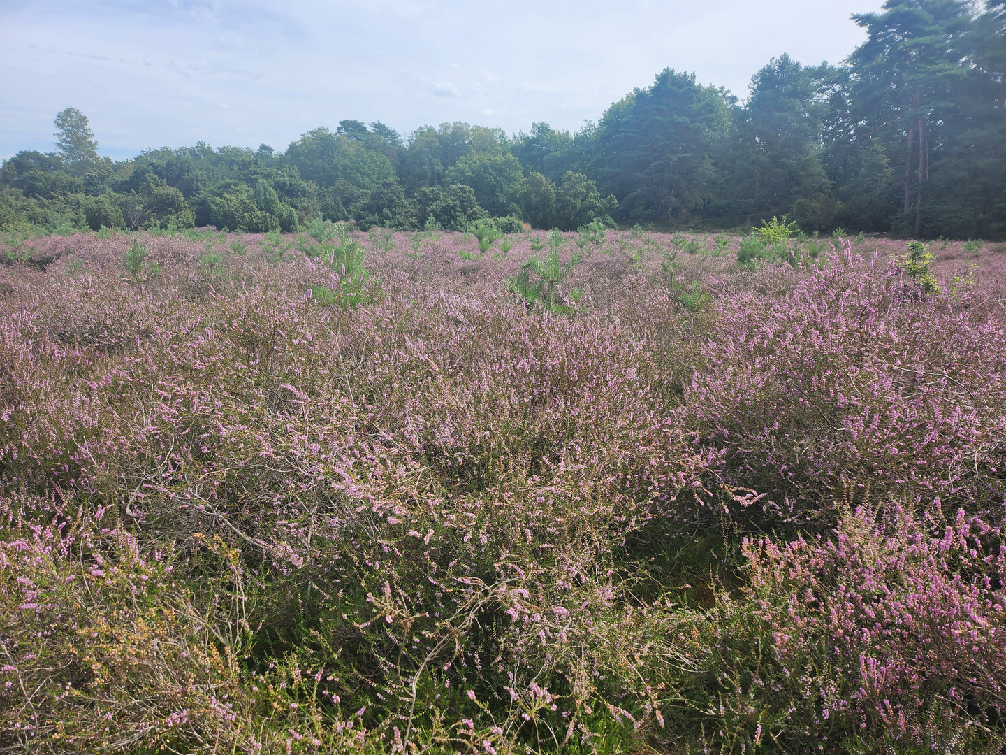 Heide Haltern am See