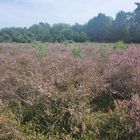 Heide Haltern am See