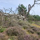 Heide Haltern am See