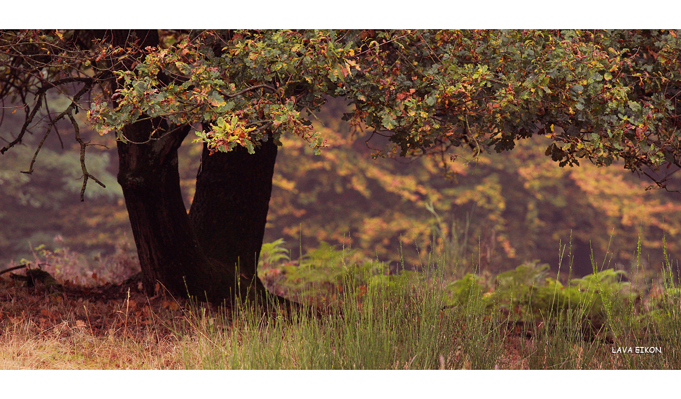 Heide-Herbst