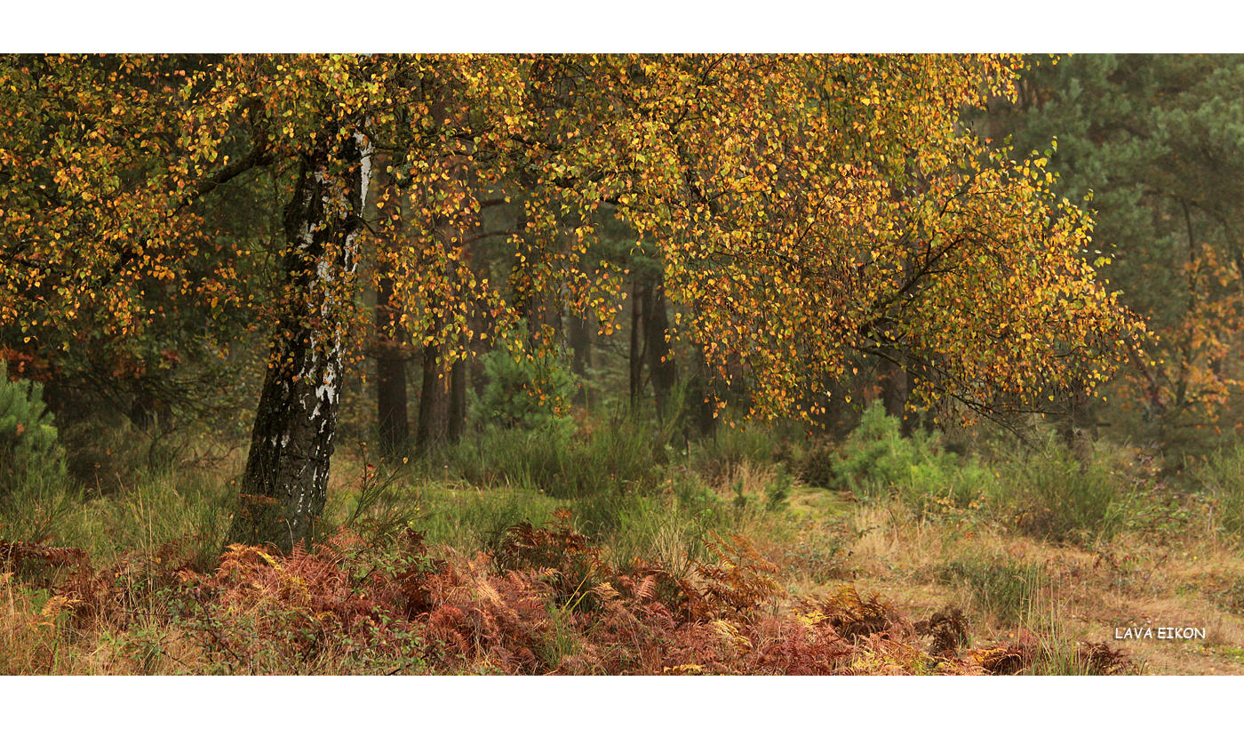 Heide-Herbst mit Birke
