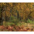 Heide-Herbst mit Birke