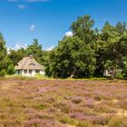 Heide Hiddensee