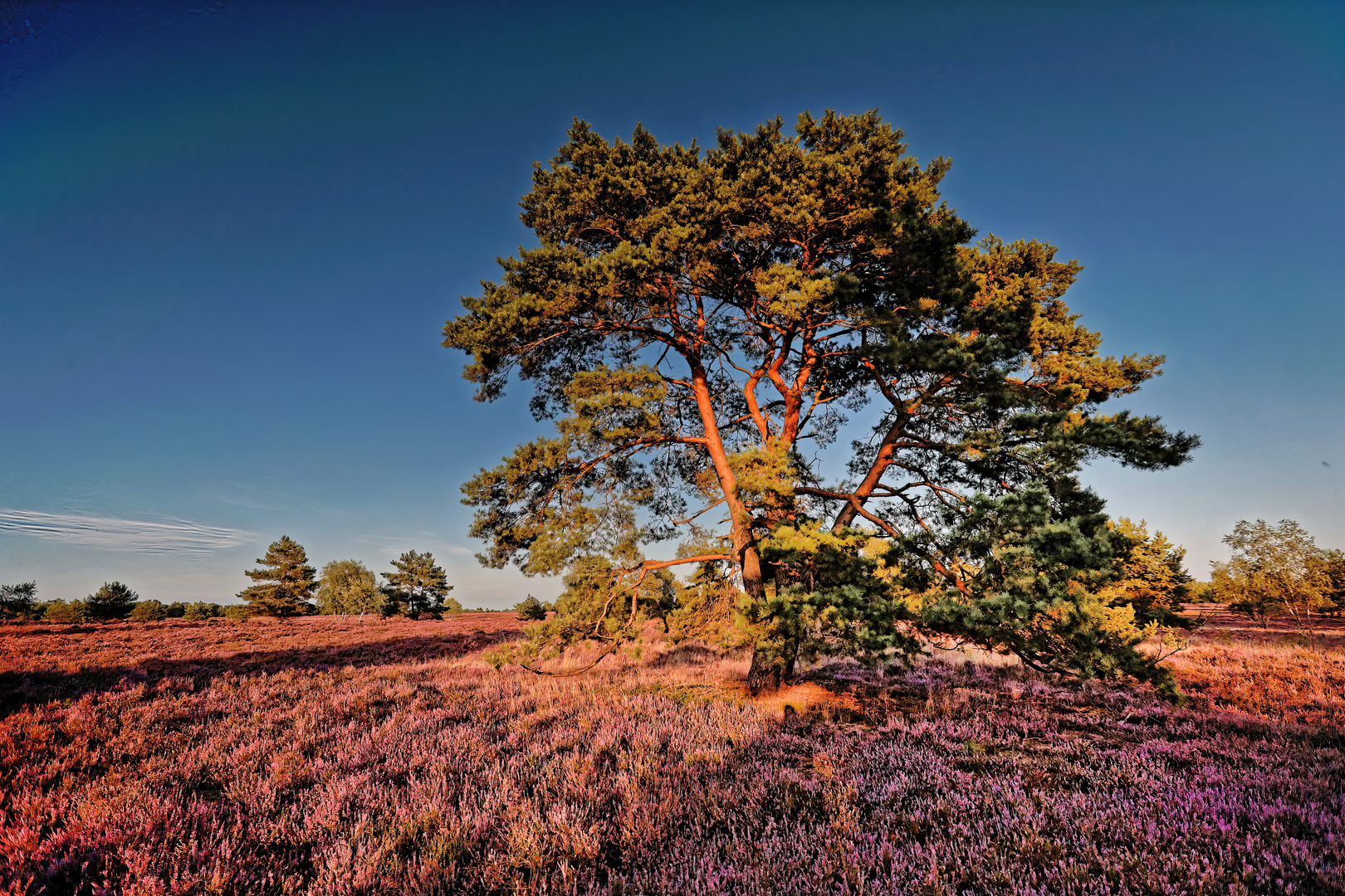 Heide im Abendrot