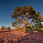 Heide im Abendrot