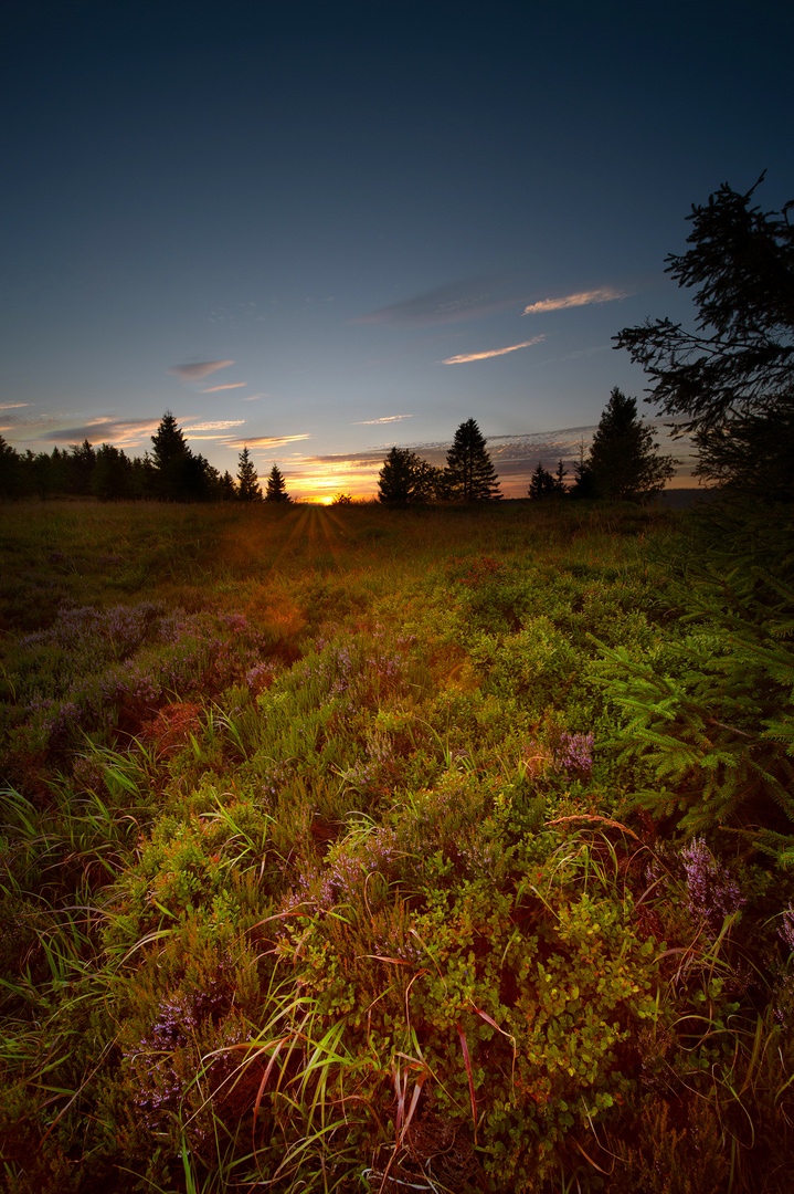 Heide im Gegenlicht