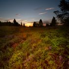 Heide im Gegenlicht