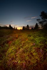 Heide im Gegenlicht