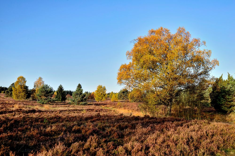 Heide im Herbst 2