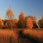 Heide im Herbst