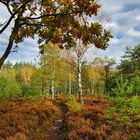 Heide im Herbst