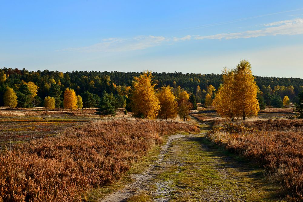 Heide im Herbst 9