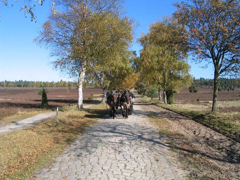 Heide im Herbst