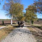 Heide im Herbst