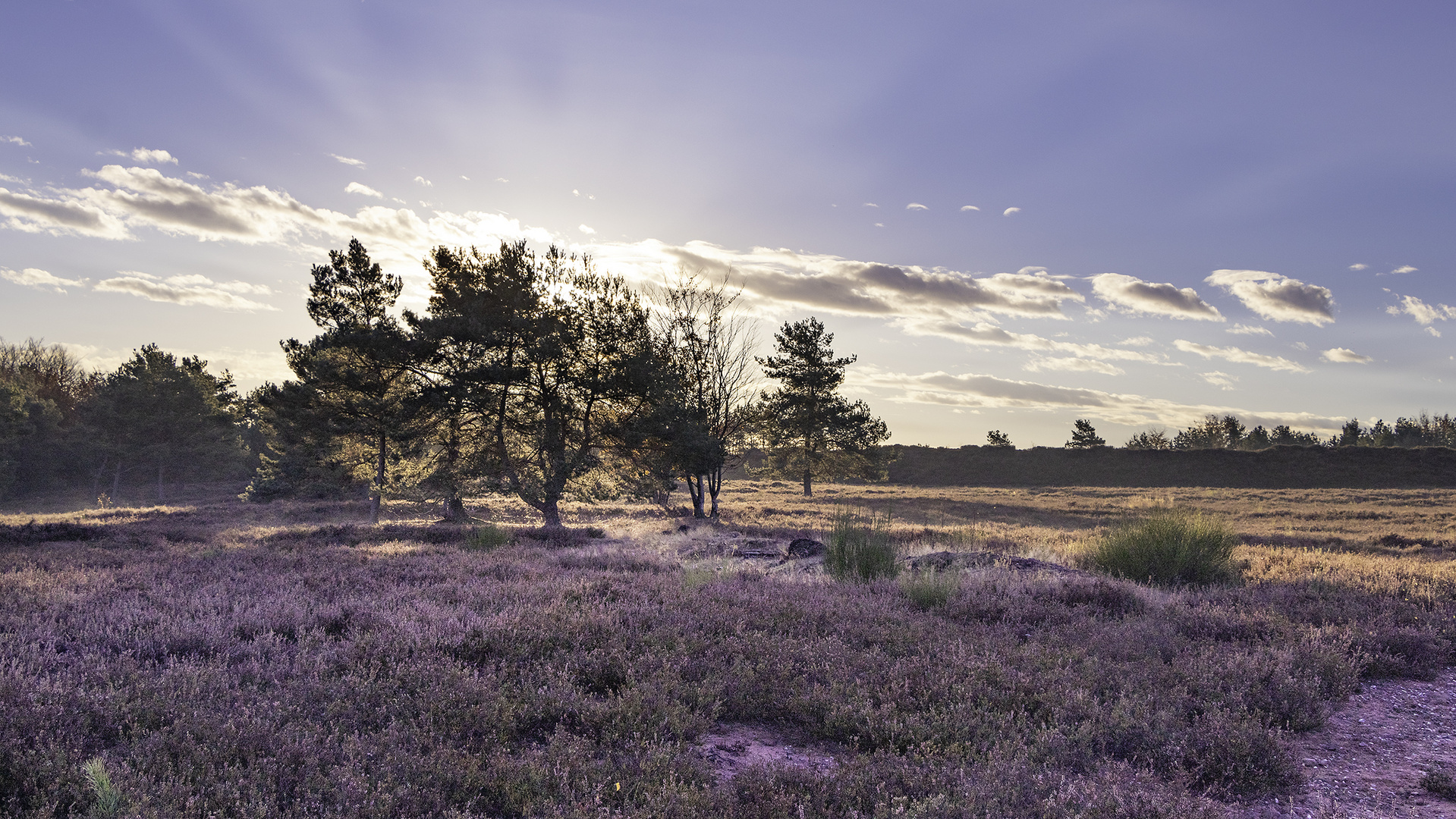 Heide im Herbst