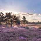 Heide im Herbst