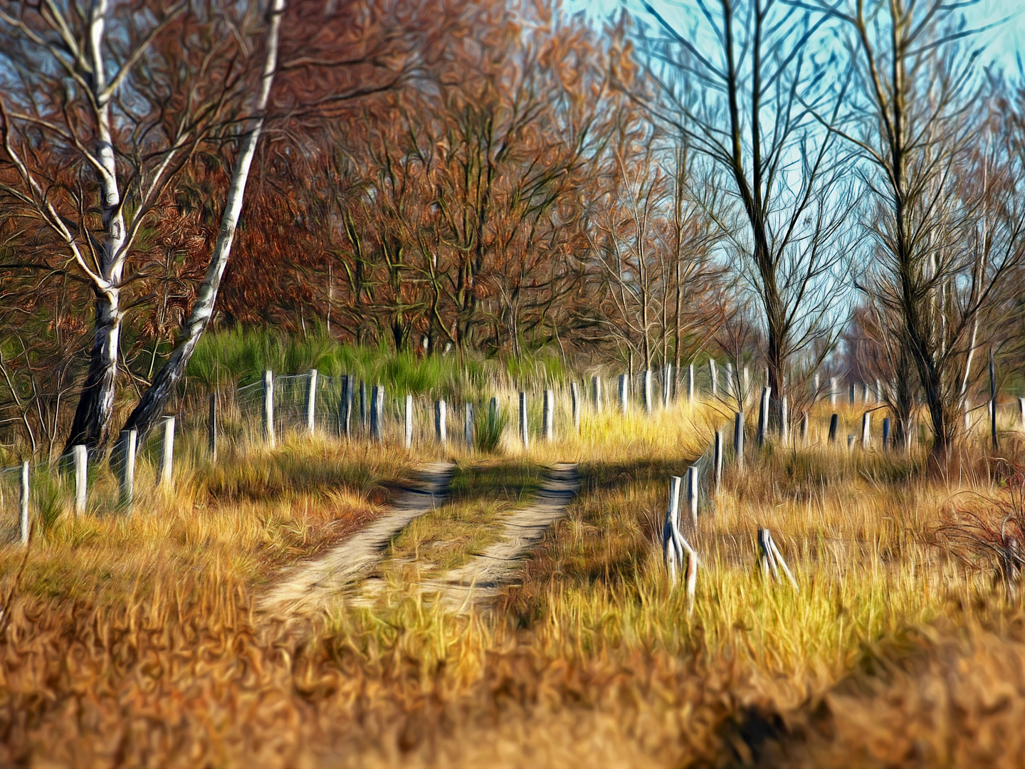 Heide im Herbst