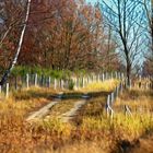 Heide im Herbst