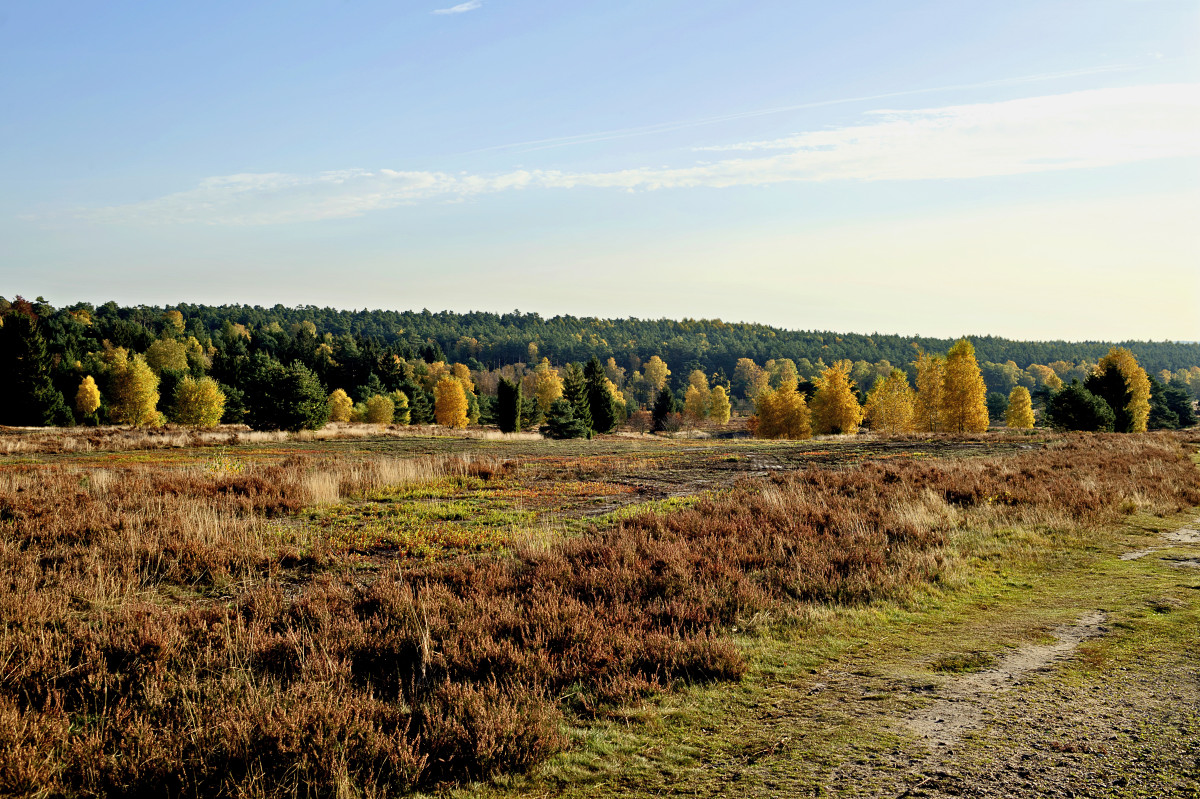 Heide im Herst 3