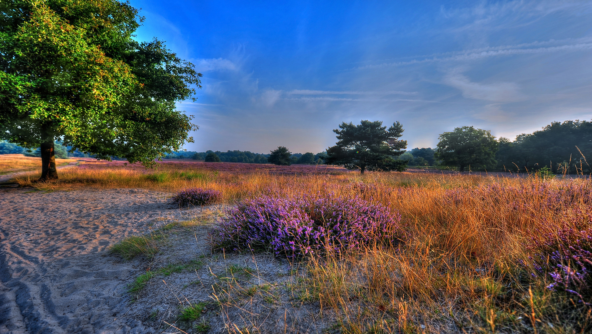 Heide im Morgenlicht 1