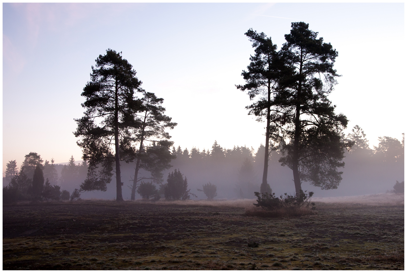 Heide im Morgennebel