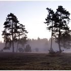 Heide im Morgennebel