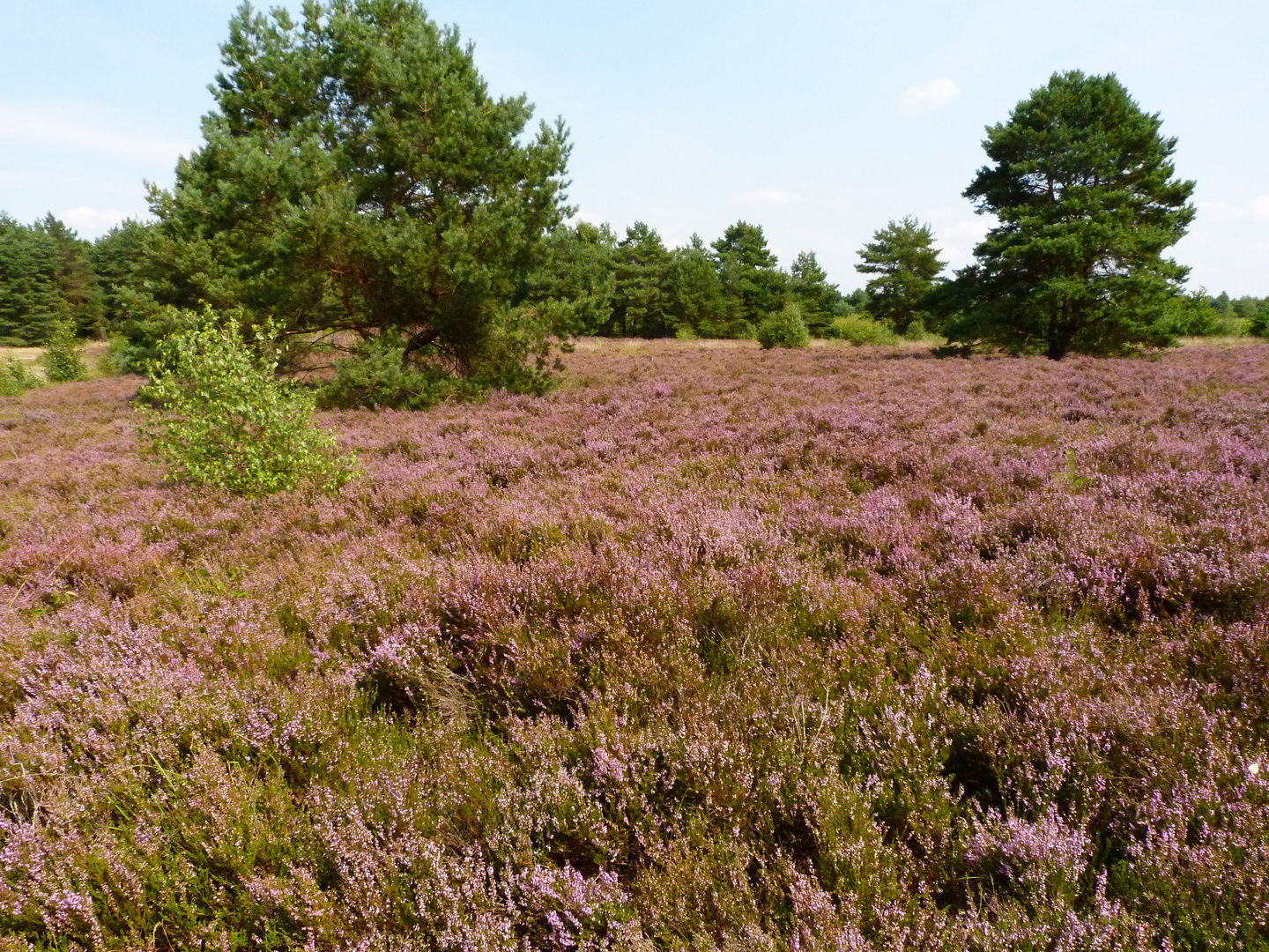 Heide im Naturpark Steinhuder Meer!