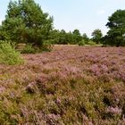 Heide im Naturpark Steinhuder Meer!