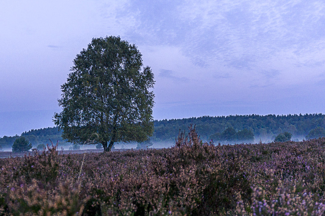 Heide im Nebel