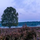 Heide im Nebel