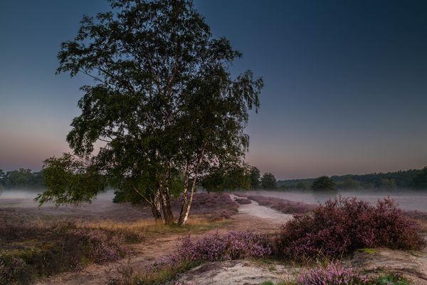 Heide im Nebel