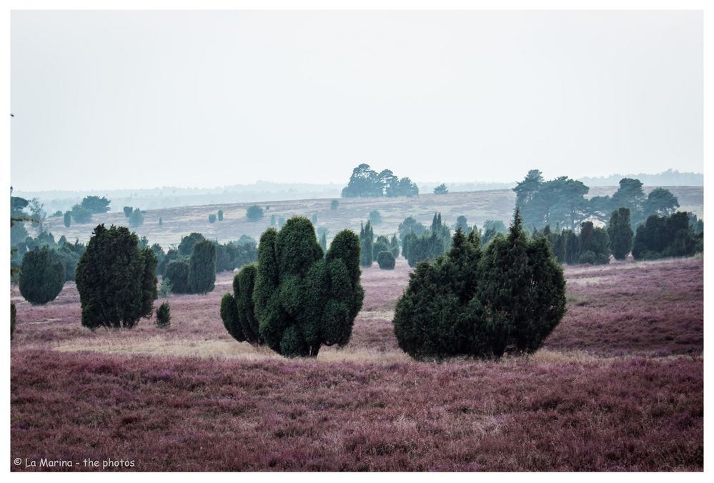 Heide im Nebel